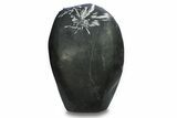 Polished Chrysanthemum Stone - China #285001-3